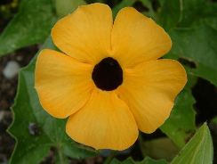 thunbergia-tunbergia