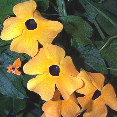 thunbergia 2 - tunbergia