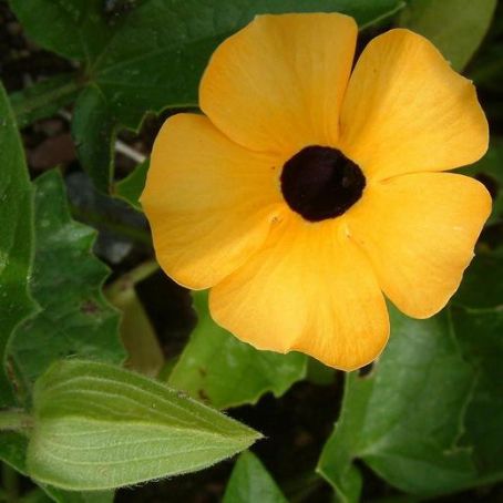 thunbergia 1 - tunbergia