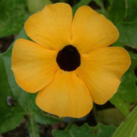 thunbergia 3 - tunbergia