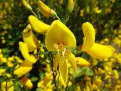../plante-si-flori/photos/arbusti/Cytisus-2221796.jpg