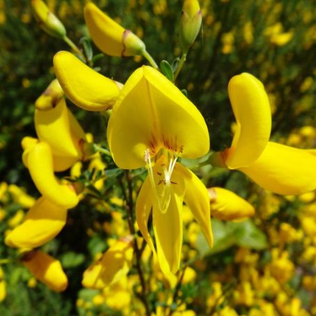 Cytisus 3 - Salcam galben