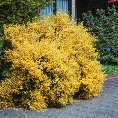 Cytisus 1 - Salcam galben
