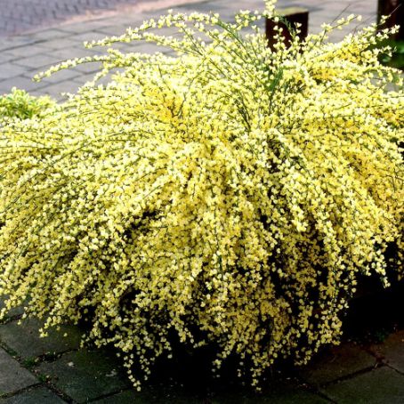Cytisus 6 - Salcam galben