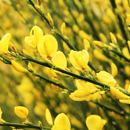 Cytisus 5 - Salcam galben