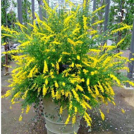 Cytisus 4 - Salcam galben