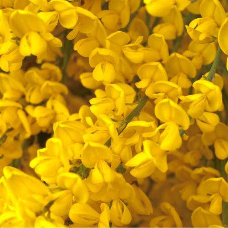 Cytisus 2 - Salcam galben