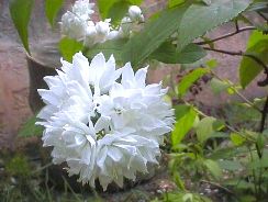 deutzia-deutia