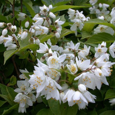 deutzia 3 - deutia