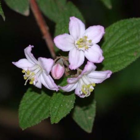 deutzia 4 - deutia