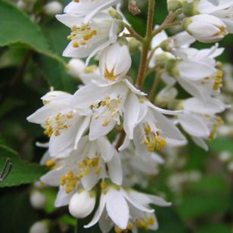 deutzia 2 - deutia
