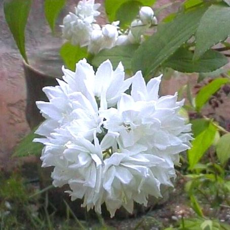 deutzia 1 - deutia
