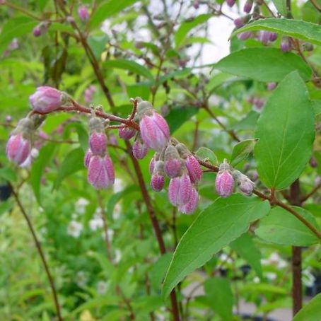 deutzia 5 - deutia