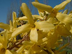 forsythia-forsitia