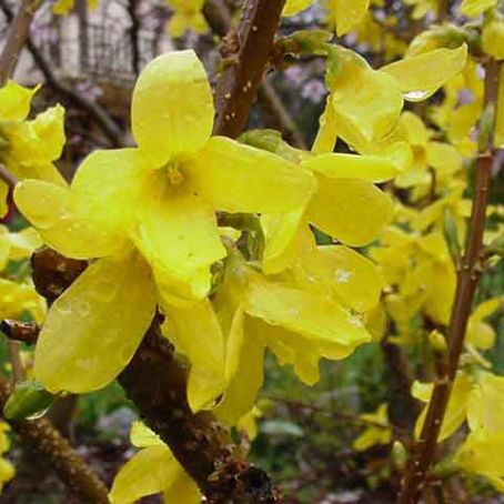 forsythia 4 - forsitia