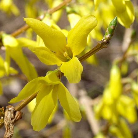 forsythia 5 - forsitia