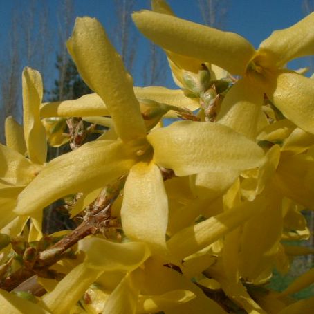 forsythia 2 - forsitia