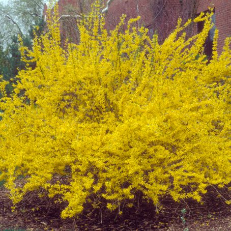 forsythia 3 - forsitia