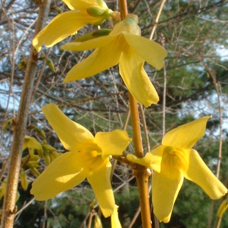 forsythia 1 - forsitia