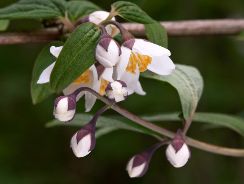 philadelphus-falsa-iasomie