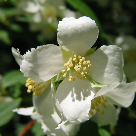 philadelphus 2 - falsa iasomie
