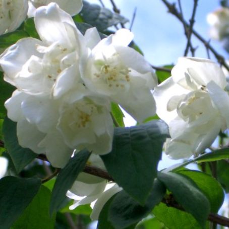 philadelphus 4 - falsa iasomie