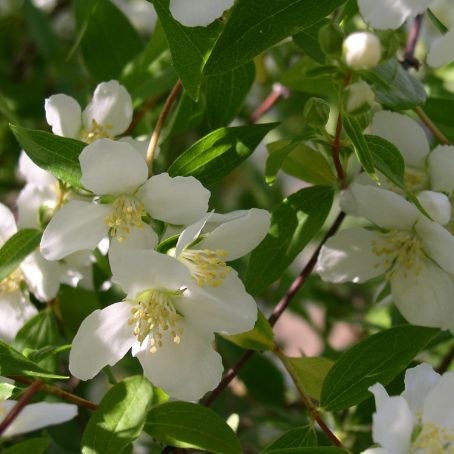 philadelphus 5 - falsa iasomie