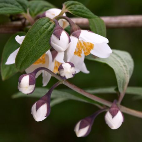 philadelphus 1 - falsa iasomie