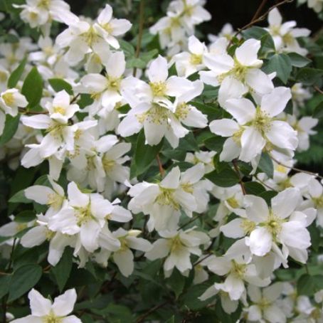 philadelphus 3 - falsa iasomie