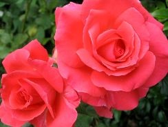 ../plante-si-flori/photos/arbusti/rosa-2376517.jpg