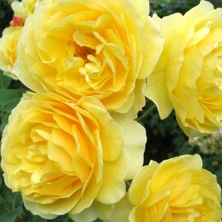 rosa 5 - trandafir