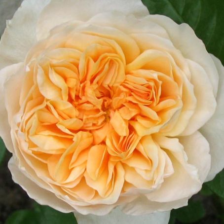 rosa 2 - trandafir
