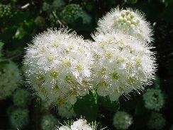 spiraea-spireea