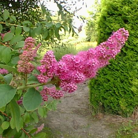 spiraea 3 - spireea