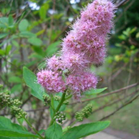 spiraea 4 - spireea