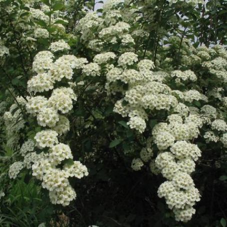 spiraea 2 - spireea