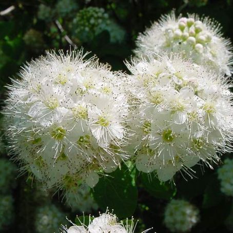 spiraea 1 - spireea