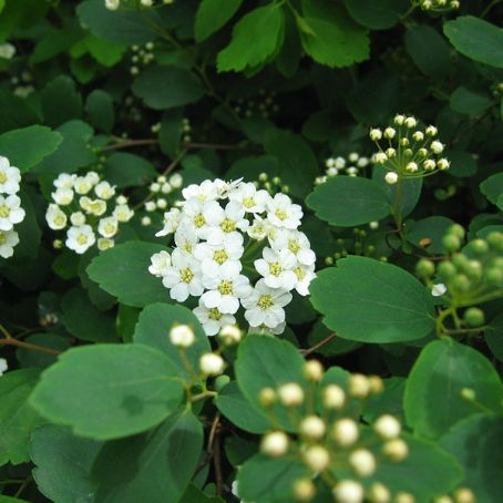 spiraea 5 - spireea
