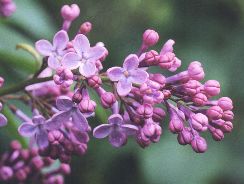 syringa-liliac