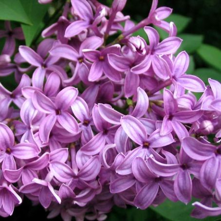 syringa 1 - liliac
