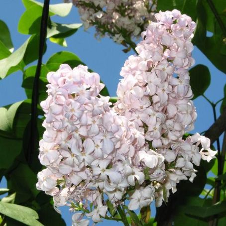 syringa 2 - liliac