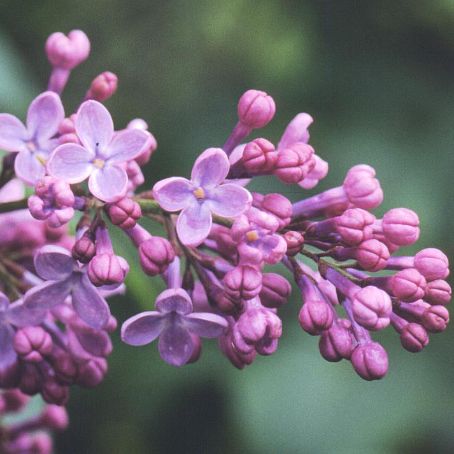syringa 3 - liliac