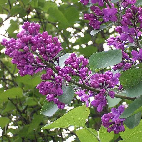 syringa 5 - liliac