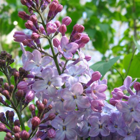 syringa 4 - liliac