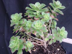 ../plante-si-flori/photos/cactusi/aeonium-4035537.jpg