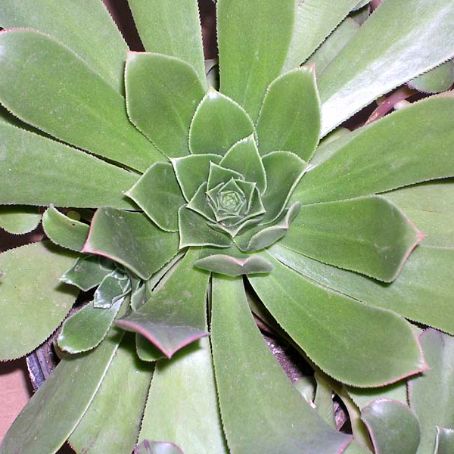 aeonium 5 - aeonium