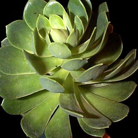 aeonium 2 - aeonium