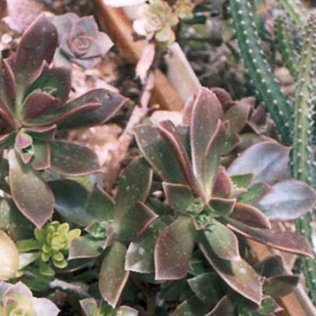 aeonium 1 - aeonium