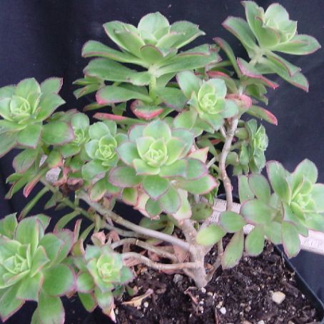 aeonium 4 - aeonium