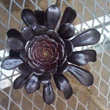 aeonium 3 - aeonium